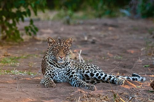 Portrait of a leopard at rest Mashatu Game Reserve-Botswana Nature Print